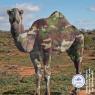 Camel-In-Camouflage