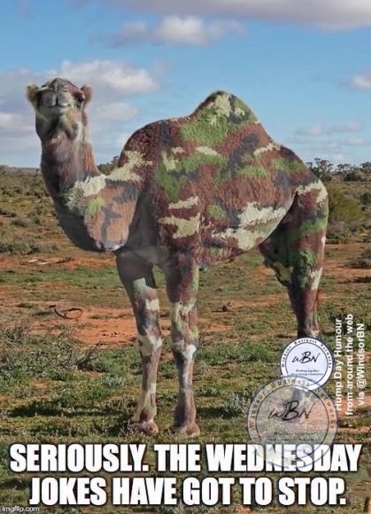 Camel-In-Camouflage