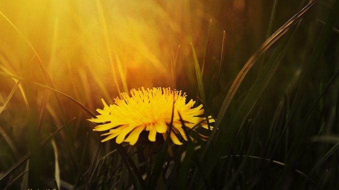 Lone Dandelion at Sunset