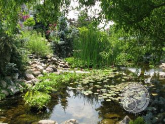 The pond at Dieppe Garden